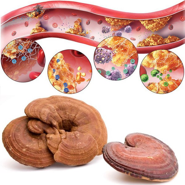 NẤM LINH CHI ĐIỀU TRỊ RỐI LOẠN LIPID HUYẾT NHƯ THẾ NÀO ?