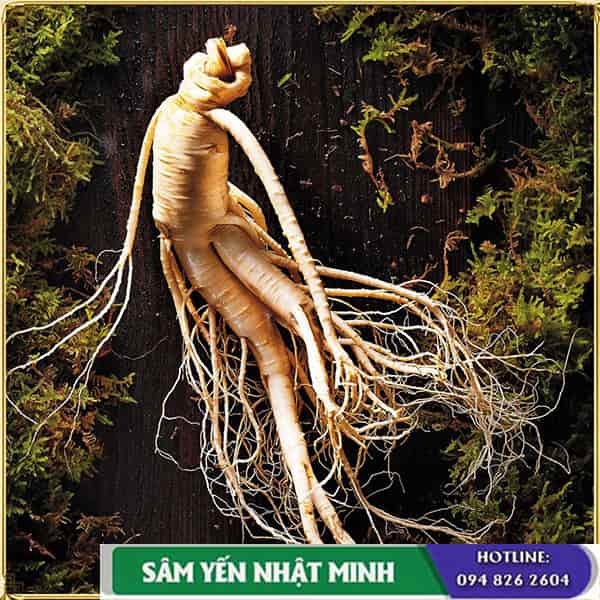 Nhân sâm hàn quốc cải thiện bệnh tiểu đường tuýp 2