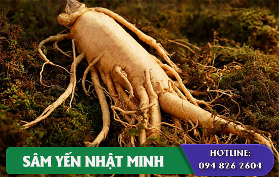 Nhân sâm là gì? Tất tần tật về nhân sâm cần biết trước khi dùng