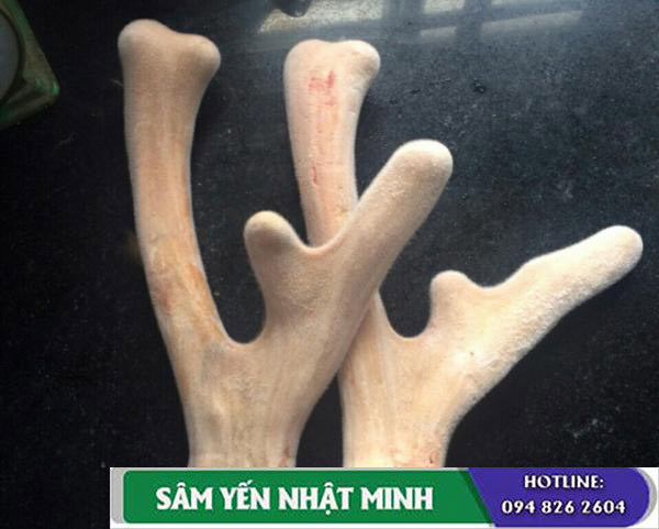 Tác dụng và cách sử dụng nhung hươu tươi