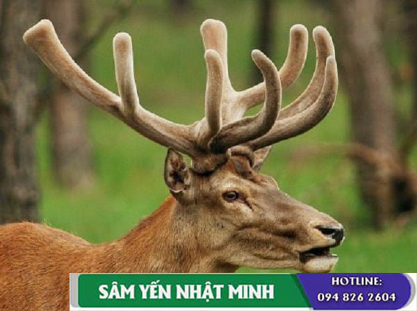 Nhung hươu – Giải pháp cho người gầy yếu, mệt mỏi
