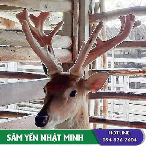 Những ai nên dùng nhung hươu để bồi bổ cơ thể?