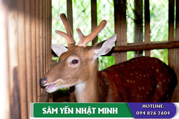 Nhung hươu là gì, nhung hươu có những tác dụng gì?