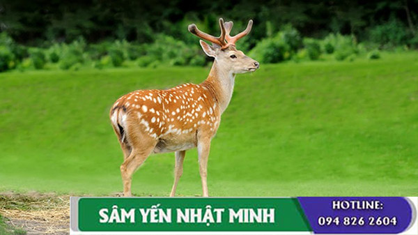 Nhung hươu tươi ngâm rượu là thượng dược cho phái mạnh