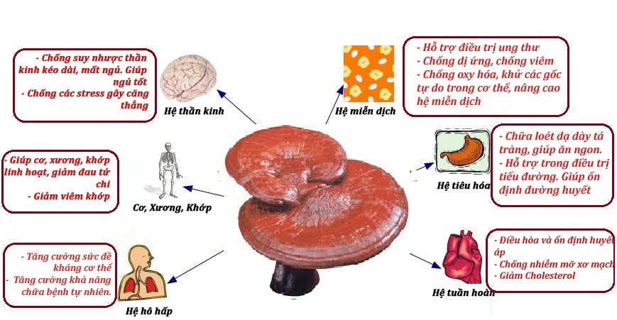 Thành phần nấm linh chi