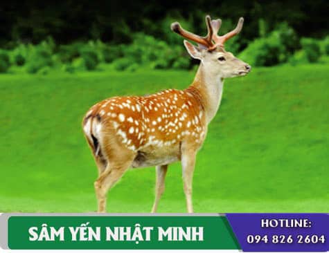 Cách chọn mua nhung hươu tốt nhất