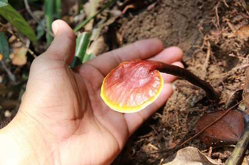 Nấm lim xanh trồng ở đâu?