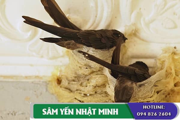 YẾN SÀO TỐT NHẤT LÀ YẾN SÀO TAI MỎNG TỐT HƠN HAY TAI DÀY TỐT HƠN ?
