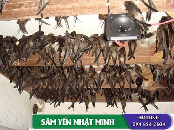 Âm thanh nuôi yến