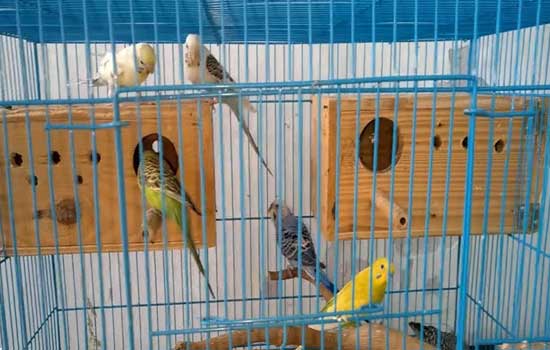  Setup Budgerigar Cage Reproduction Cheap  Nguyên Sách  Tập 53  YouTube