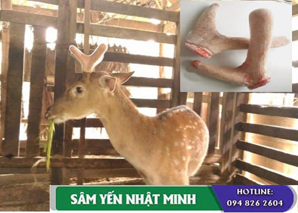 4. Cách sử dụng nhung hươu thái lát