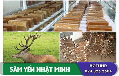 thành phần cao ban long 100% từ nhung hươu Siberia