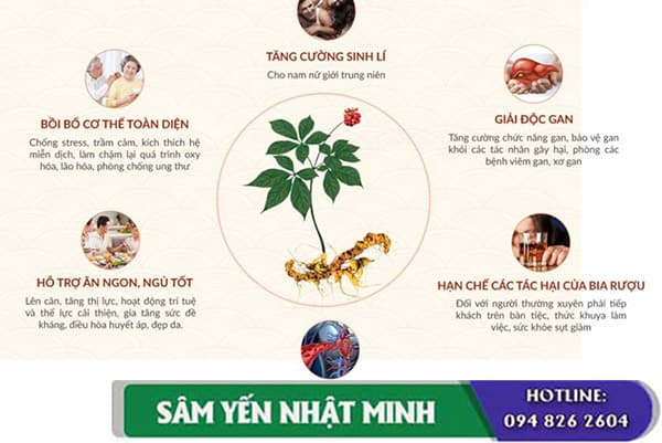 Công dụng sâm ngọc linh