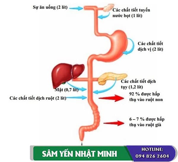 Công dụng với hệ tiêu hóa
