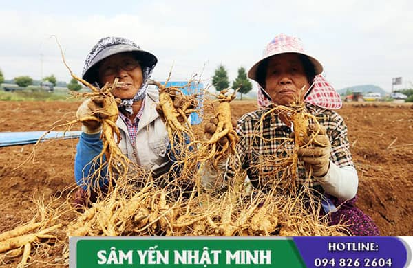 Địa chỉ bán nhân sâm hàn quốc