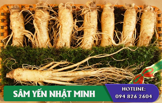 địa chỉ bán nhân sâm