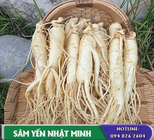 Giá nhân sâm tươi Việt Nam