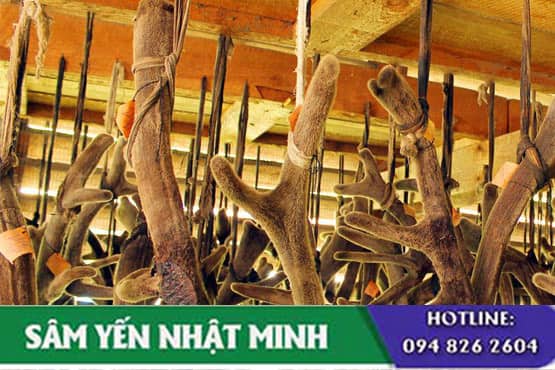 Gợi ý 5 bài thuốc từ nhung hươu siêu bổ mà dễ làm theo