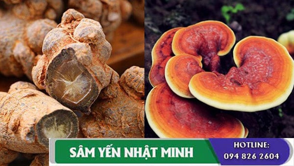 Hướng dẫn cách sử dụng nấm linh chi Việt Nam hiệu quả