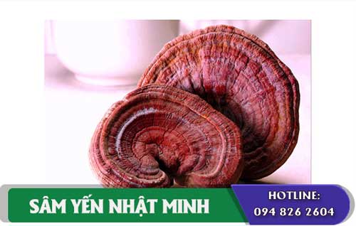 nấm linh chi núi đá chữa bệnh tốt