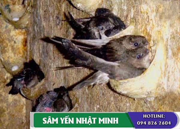 Nghệ thuật nuôi yến