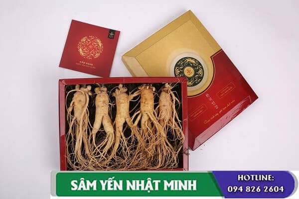 Nhân Sâm làm quà tặng tết