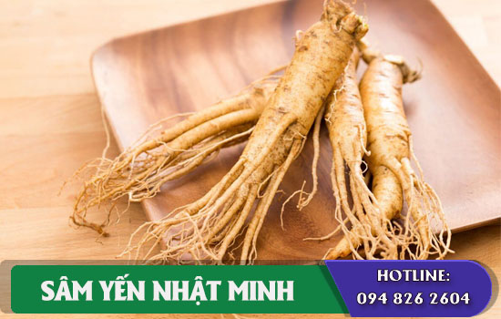 nhân sâm ngây ngộ độc vì sao