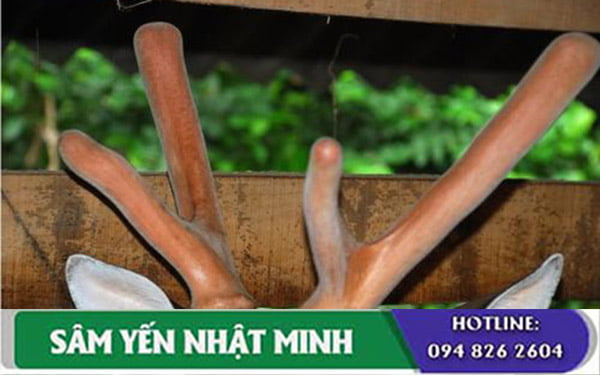 Nhung hươu còn giúp nam giới lấy lại phong độ thời trai trẻ