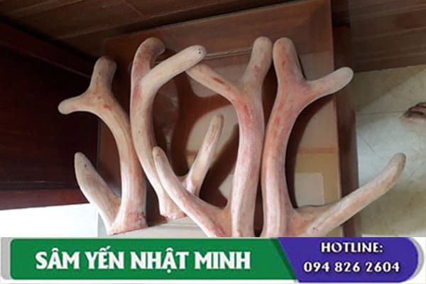 Nhung hươu là một vị thuốc quý, bổ dưỡng, an toàn cho sức khỏe