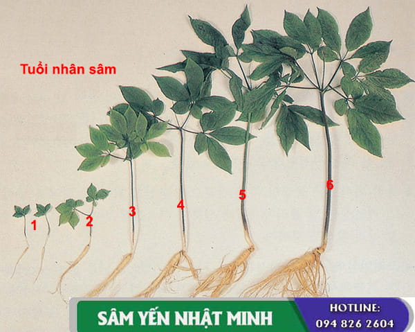 cách phân biệt nhân sâm thật