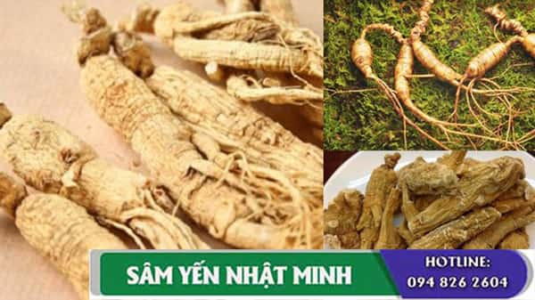 Quà tặng nhân sâm tươi