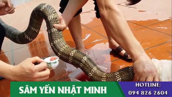 Cách sơ chế rắn hổ mang