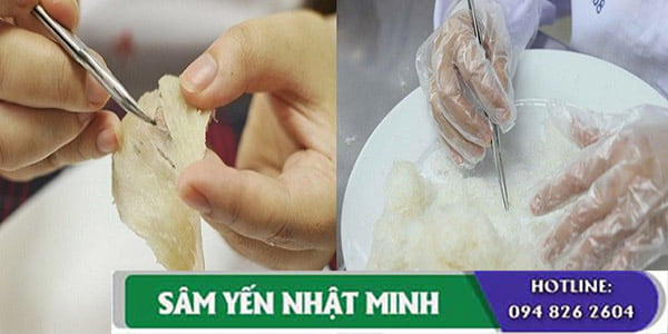 Làm sạch tổ yến