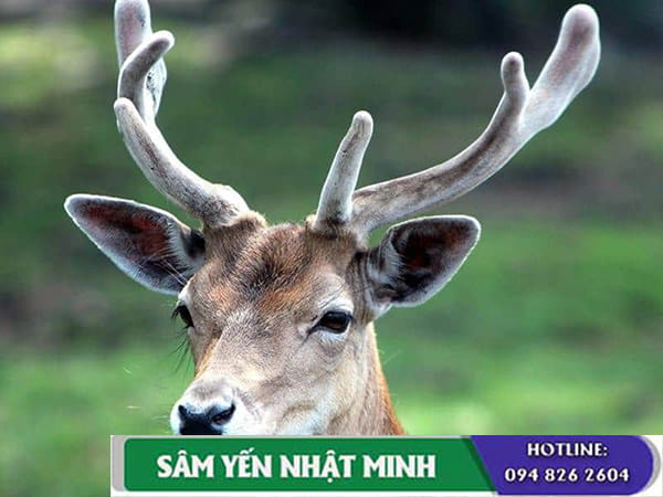 Sự thật về nhung hươu “thần dược”
