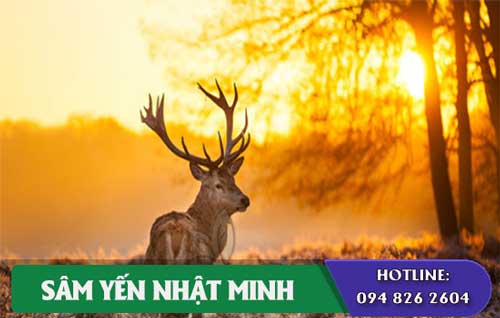 nhung hươu tươi Siberia nguyên sừng cao cấp