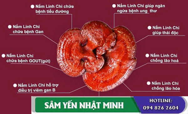 Tác dụng của nấm linh chi