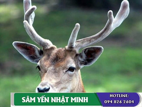 Tác dụng của nhung hươu