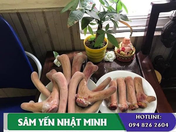 Tác dụng của nhung hươu tươi