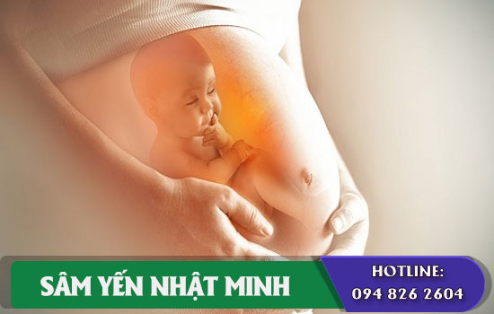 nhân sâm có hại cho thai nhi