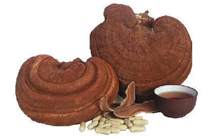 thắc mắc nấm linh chi