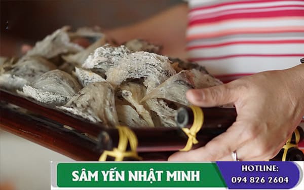 Thu hoạch tổ yến