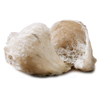 tổ yến sào