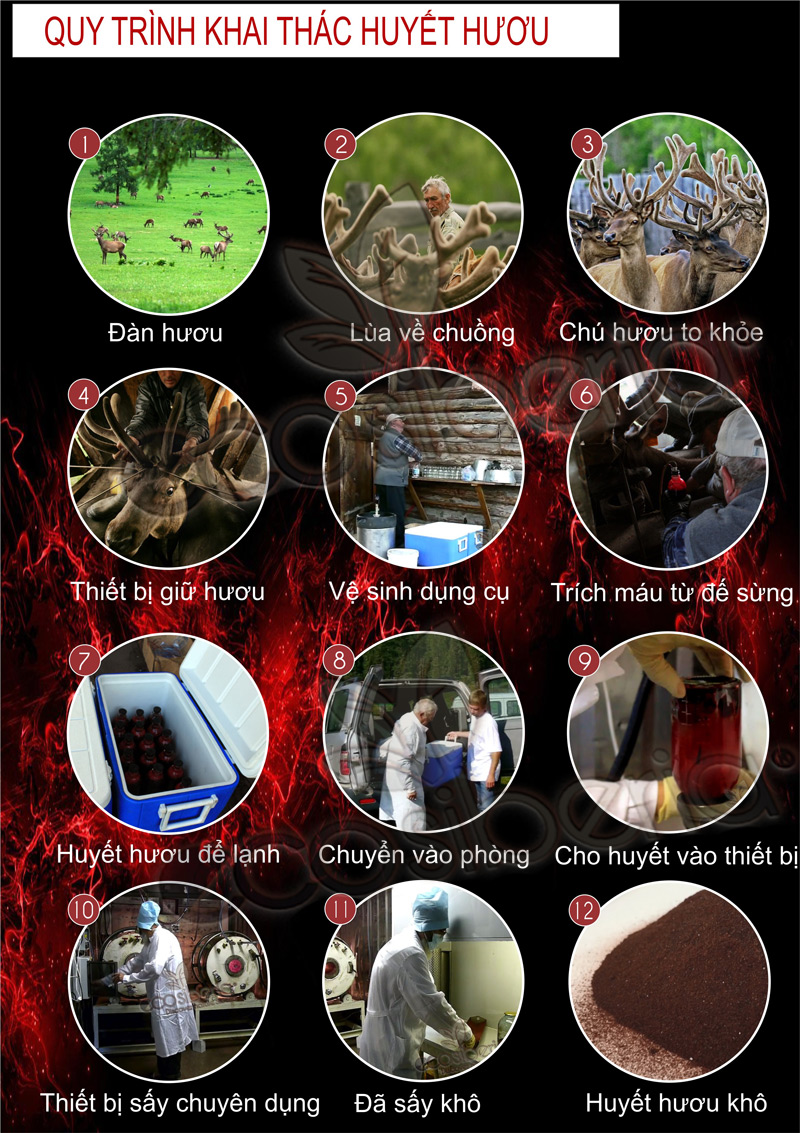 Huyết nhung hươu khô Siberia LB Nga 50g bổ máu dưỡng khí