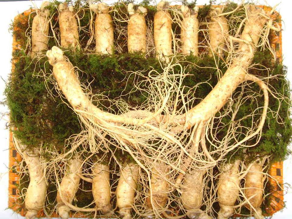 Nhân Sâm Tươi 20 Củ 1 Kg