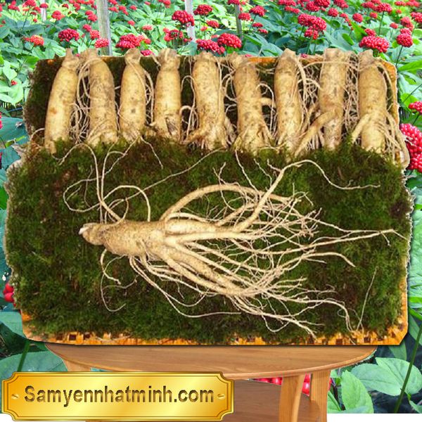 Nhân Sâm Tươi 10 Củ 1 Kg