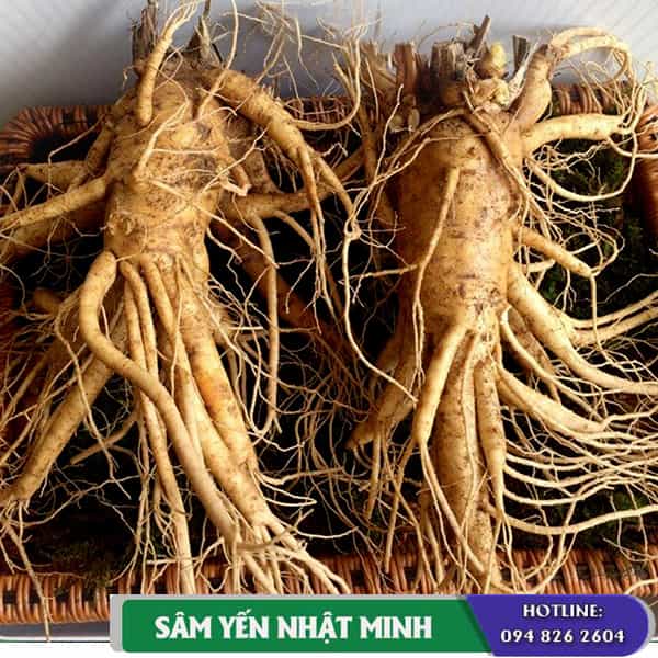 Nhân sâm tươi - Nhân sâm tươi hàn quốc nhập khẩu giá sỉ - 15