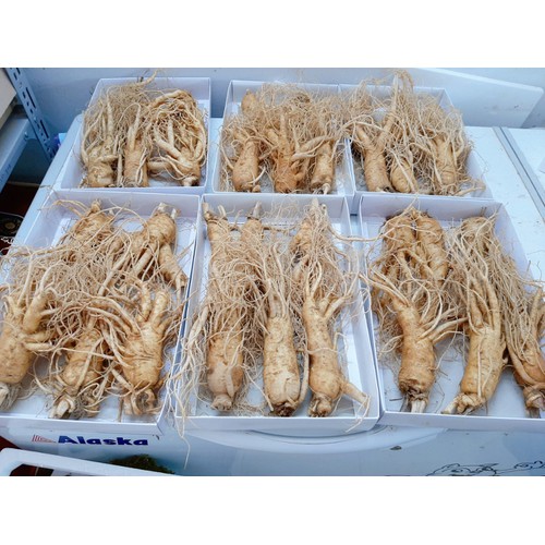 Nhân Sâm Tươi 6 Củ 1 Kg
