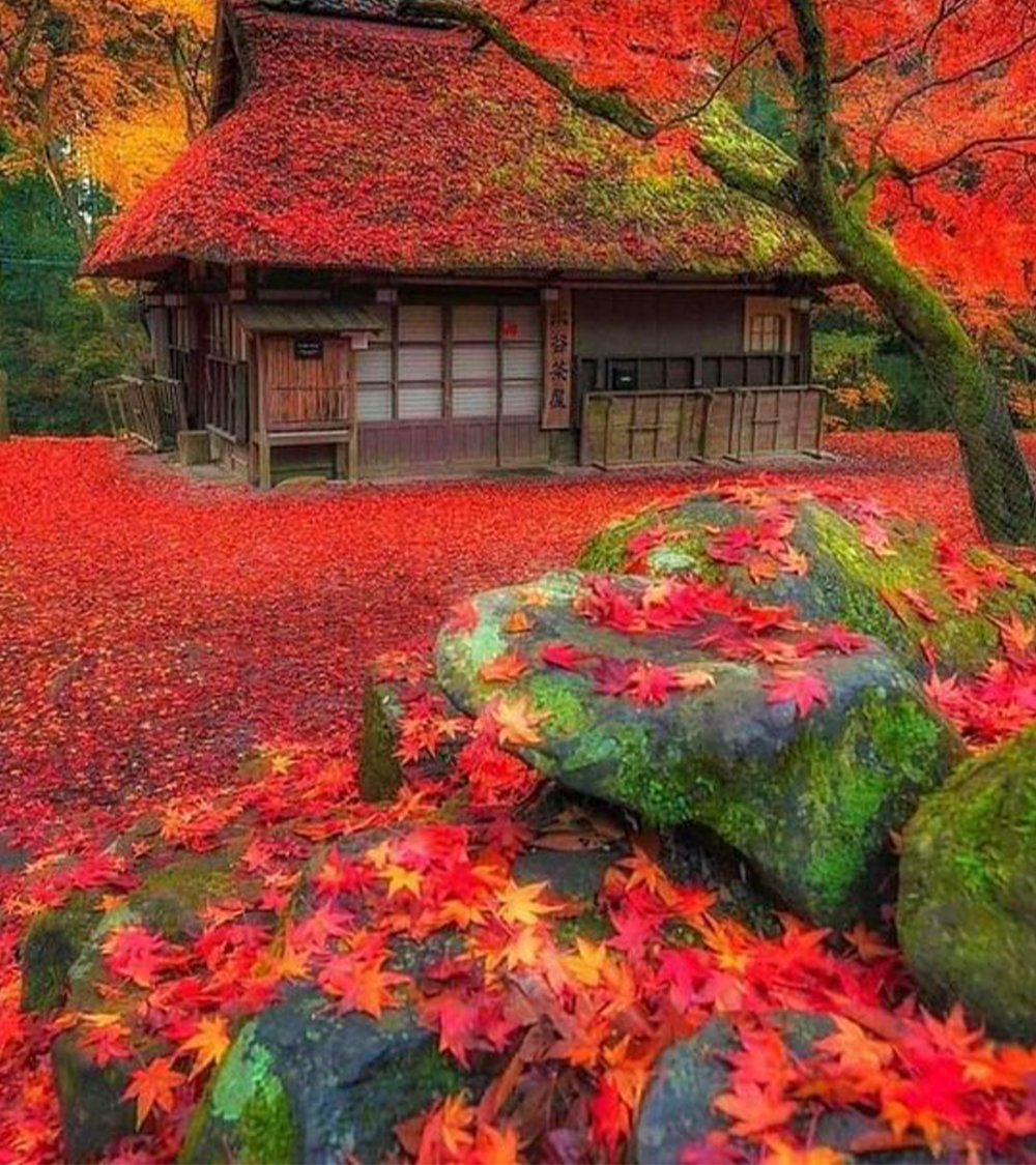 OSAKA - NARA - KYOTO - NÚI PHÚ SĨ - TOKYO