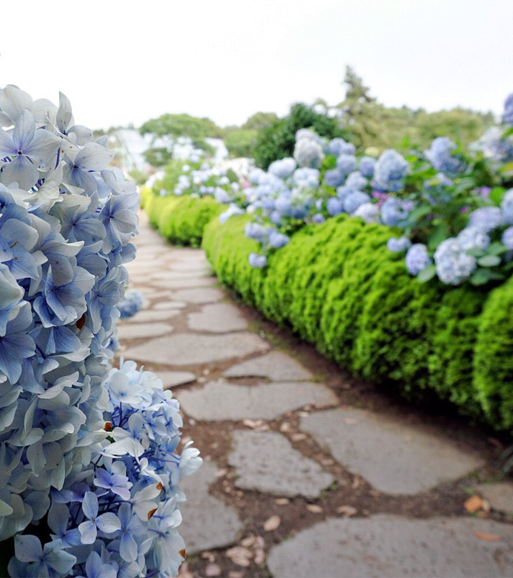 SEOUL - JEJU - CAMELLIA HILL - EVERLAND