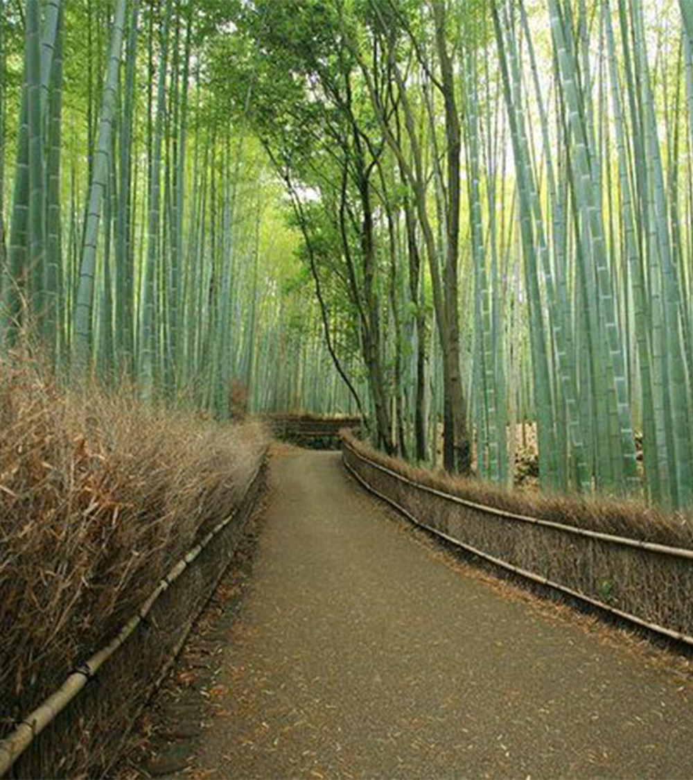 OSAKA - NARA - KYOTO - NÚI PHÚ SĨ - TOKYO